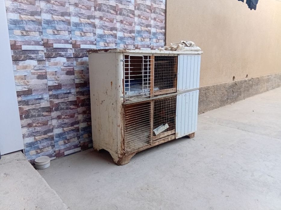 Quyon va tovuq katak