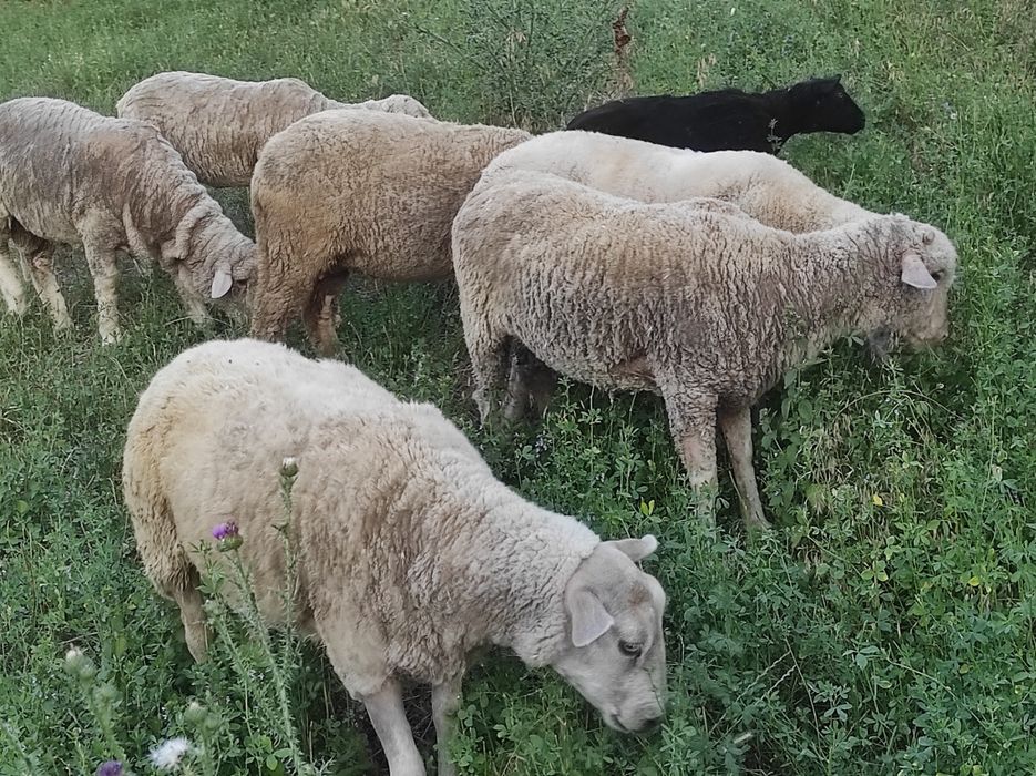Vând oi tinere de rasă