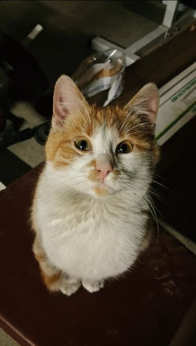 Dau doi motani in adopție