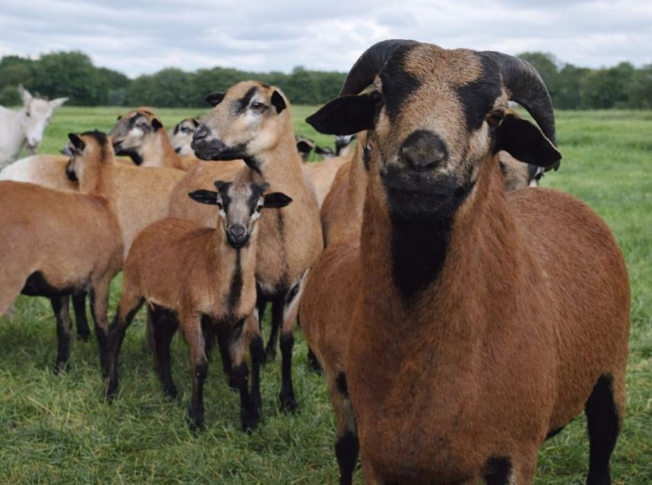 Oi de camerun gestante și cu miei