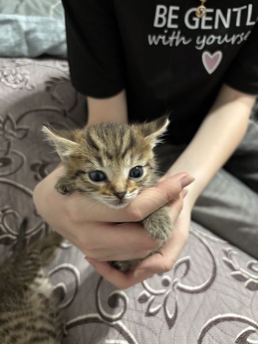 Котята 1 месяц. Девочка и мальчик.