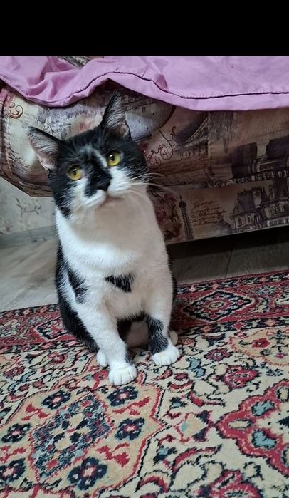 Спокойный добрый котик Кузя в добрые руки!