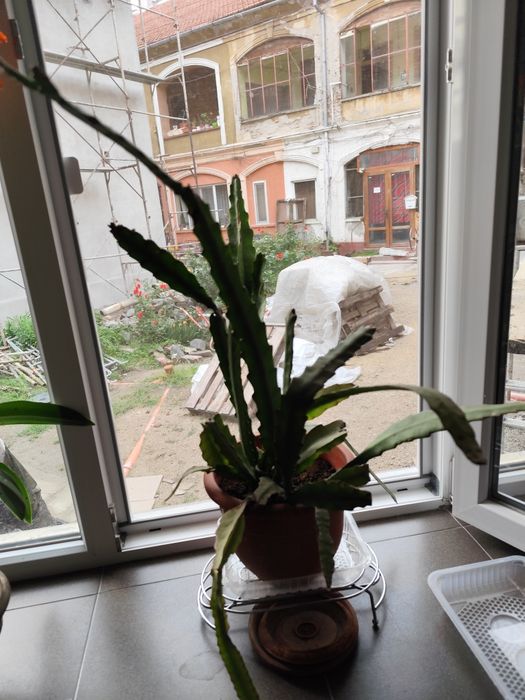 Vând flori de apartament ,Crin regal și Cactus.