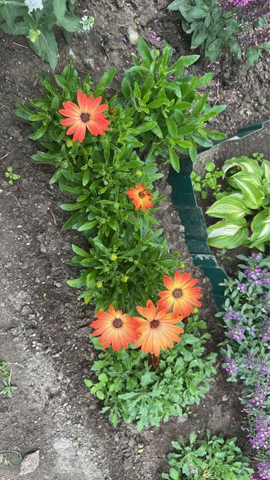 Черенки укорененные 800тг