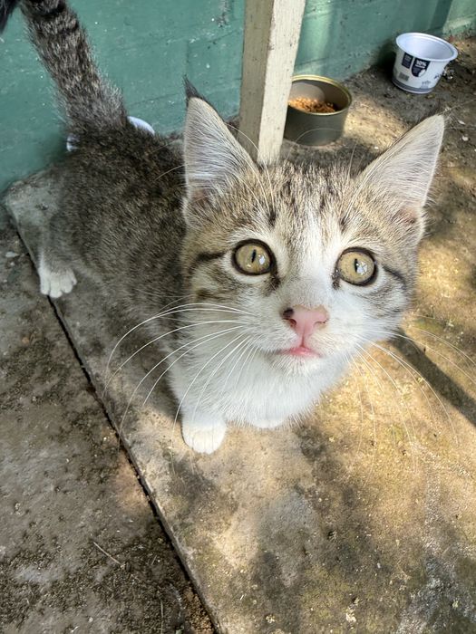 котёнок мальчик в добрые руки