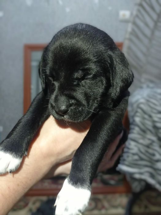 щенки Кане-Корсо