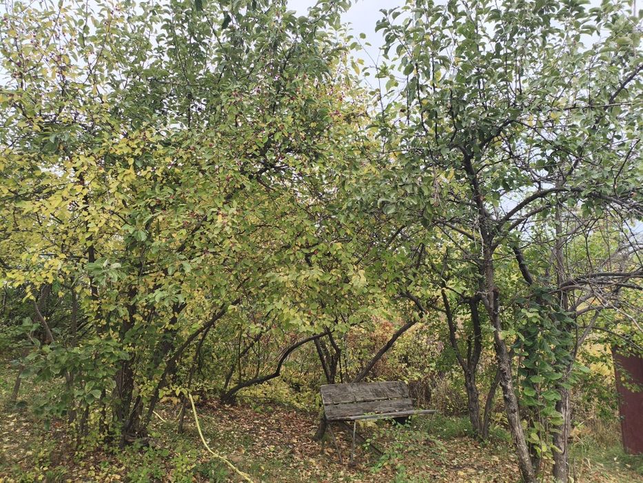 Продам дачу в Новой Бухтарме