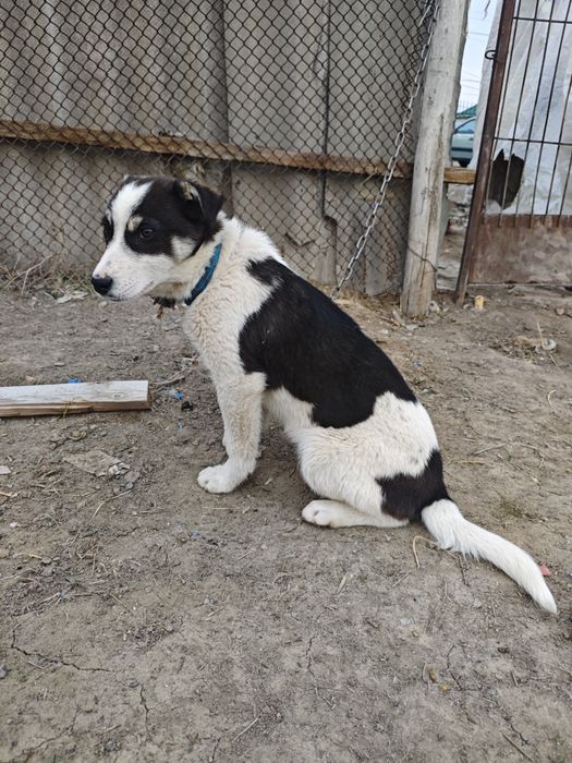 Продается красивы сабака