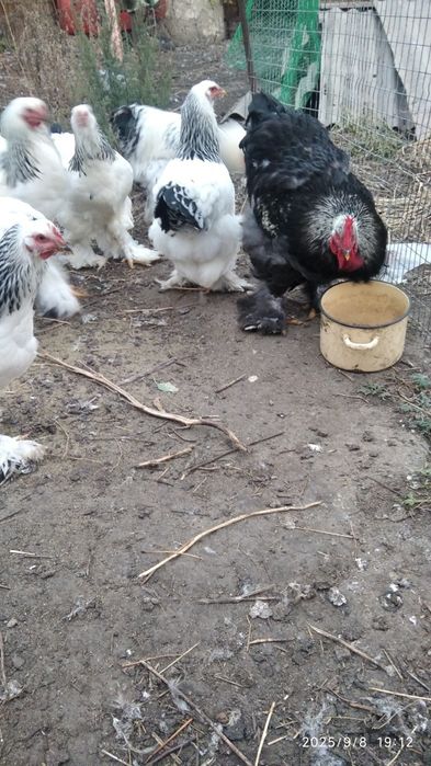 Продам петухов...