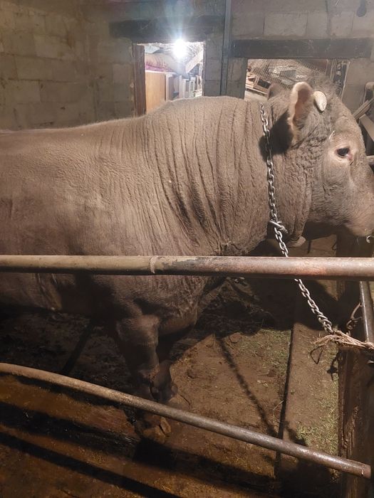 Продам    быка  .