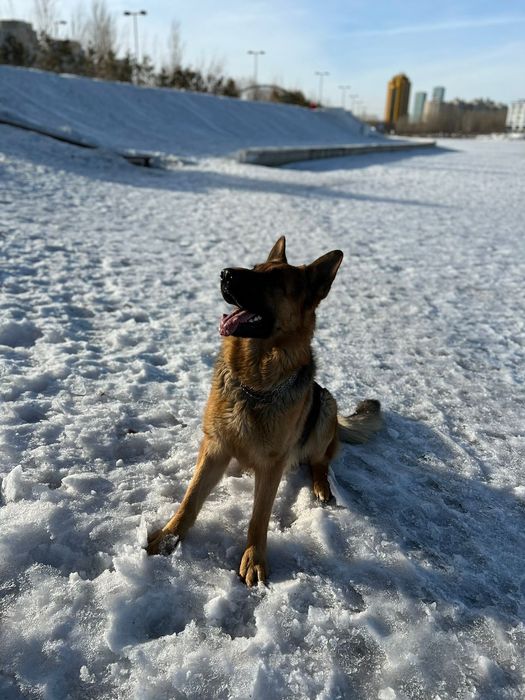 ВЯЗКА ВЯЗКА немецкая овчарка