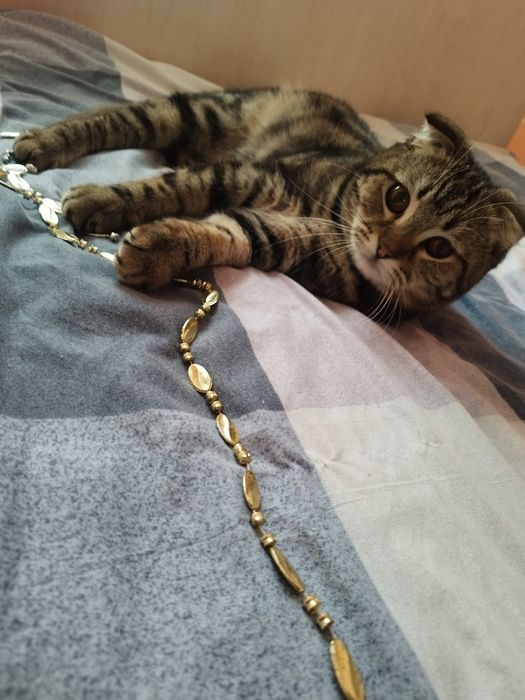 Скоттиш фолд угил