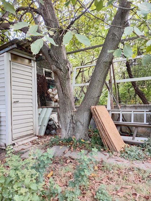 Продам дерево грецкий орех