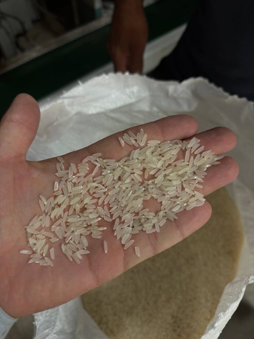 Лазер гуруч, рис, акция, узимизники 1 кул.