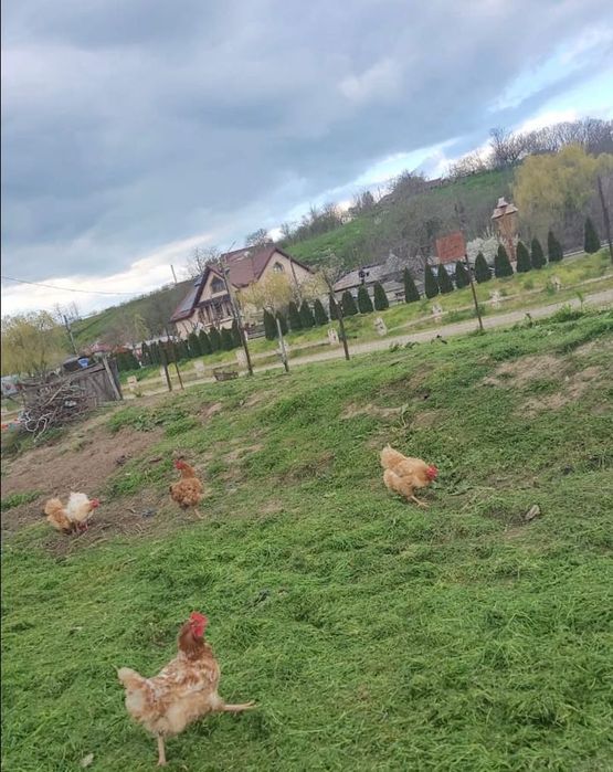 Teren intravilan CENTRAL Malcoci – 685 mp – utilități pe stradă – 14,9 €/mp (negociabil)