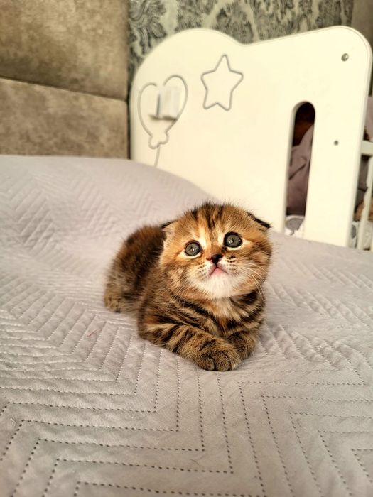 Скоттиш Фолд и Страйт .