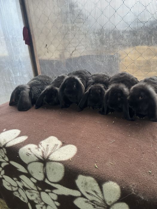 Iepuri berbec german