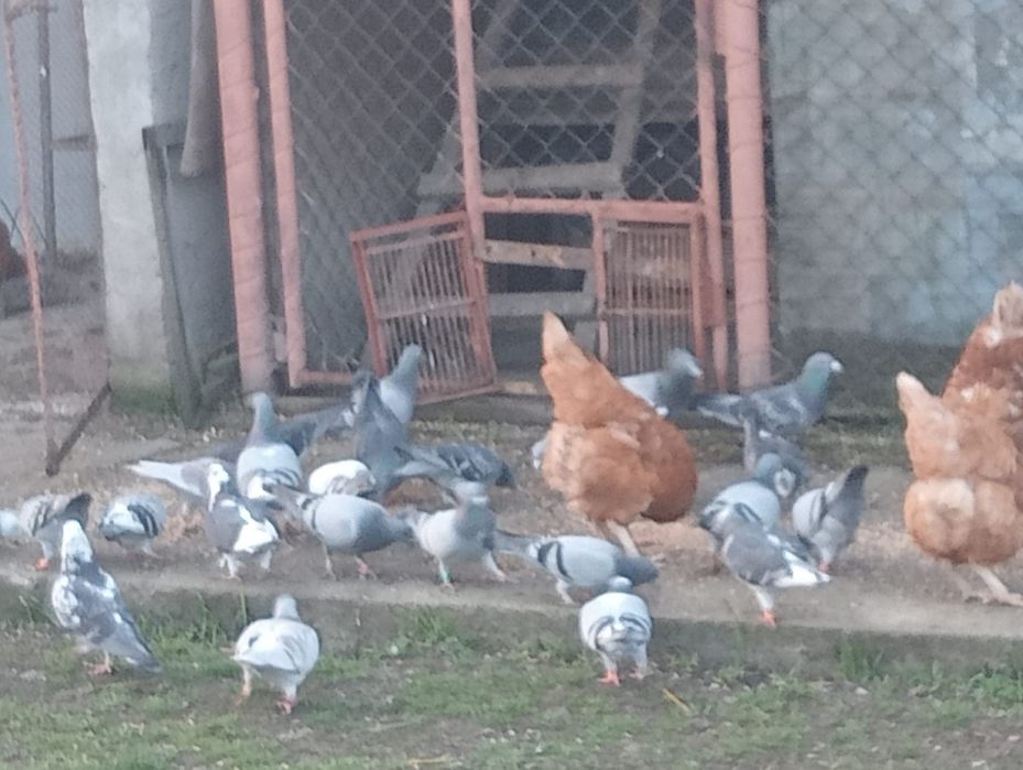 Vând Porumbei Voiajori