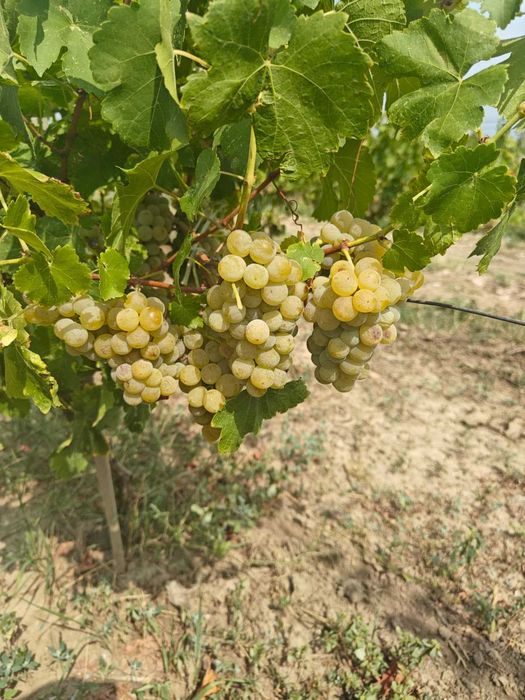 Struguri vin Otonel Cabernet Sauvignon Blanc Feteasca Regala Neagra Sarba Odobesti Merlot