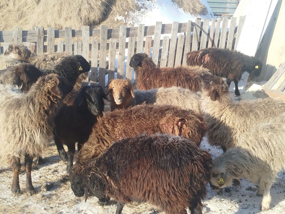 Продам баран на развод, можно на докорм