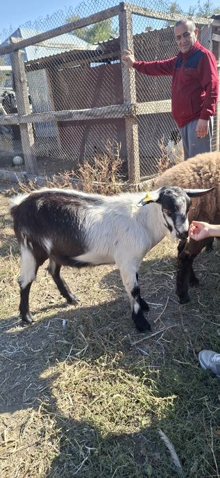 Альпийская породистый козёл