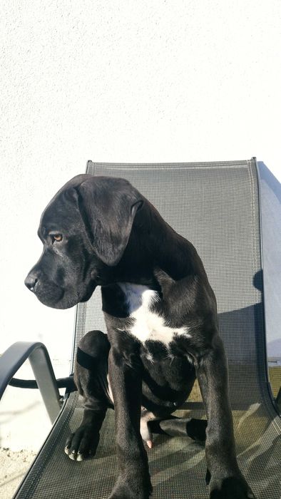 Кане Корсо Италияно