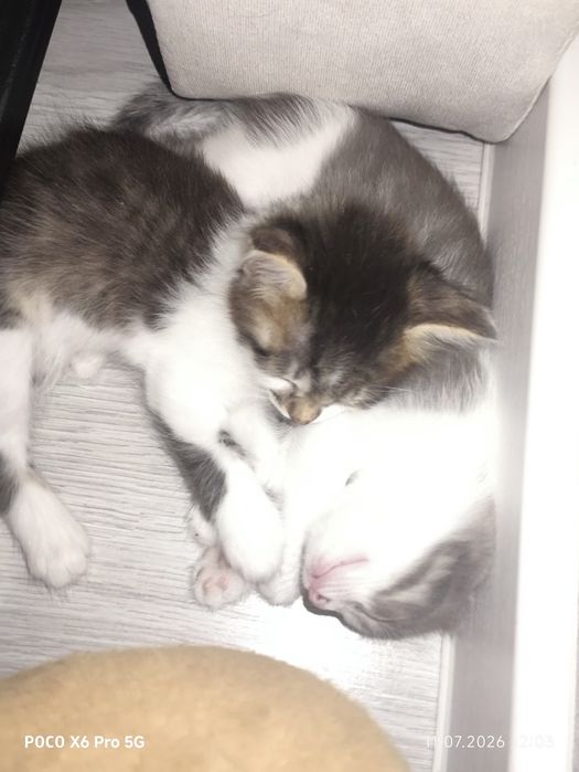 Отдам котят добрый руки