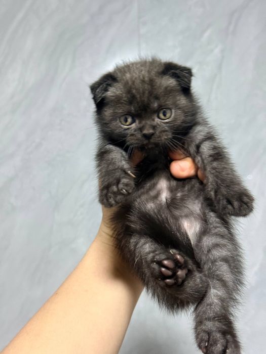 Ona va bola mushukcha.