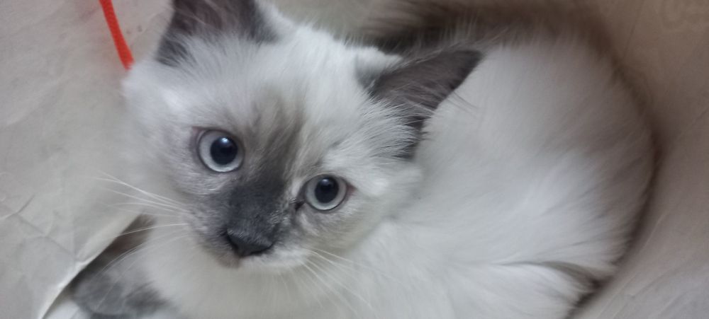 Продам сиамских котят длиношерстные