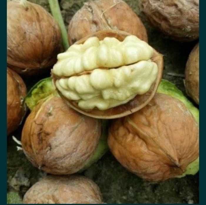 Karlik yong'oq kafolatli