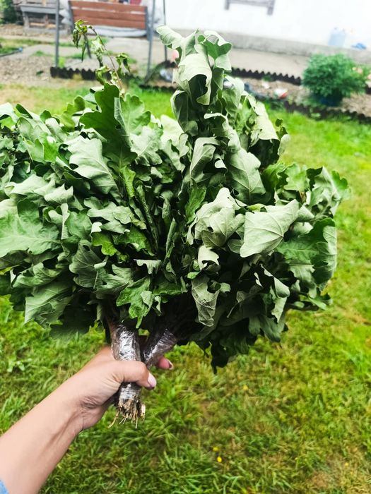 Веники для бани.