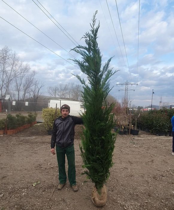 Plante ornamentale leylandi