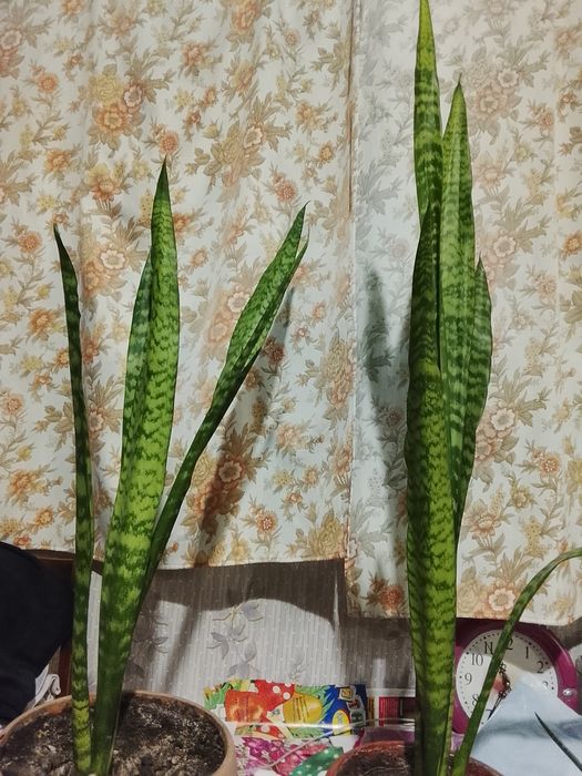 Цветок "тещин язык"