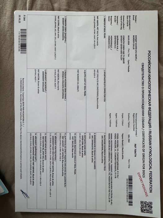 Чистокровный бордер колли