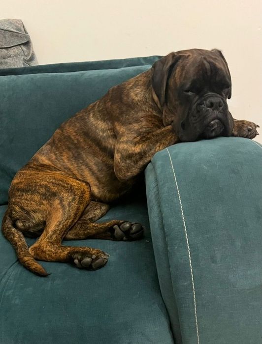 Boxer - Adoptie  Responsabila
