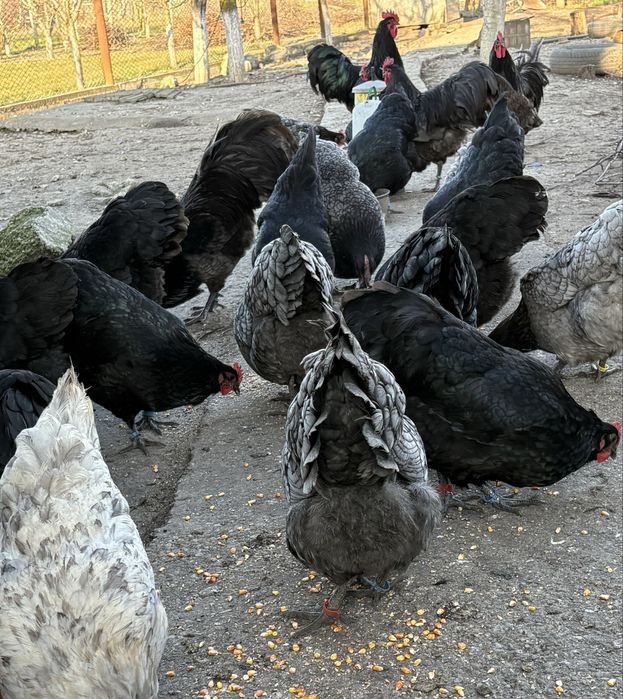 Australorp Negru Albastru Splash