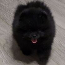 Продам  немецких щпицев