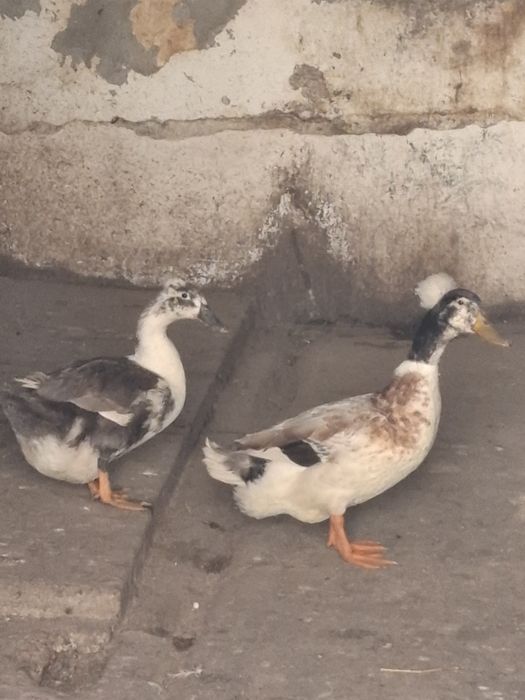 Vând Rață+Rățoi Stupini Brașov