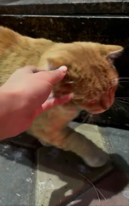 Найдем дом котику