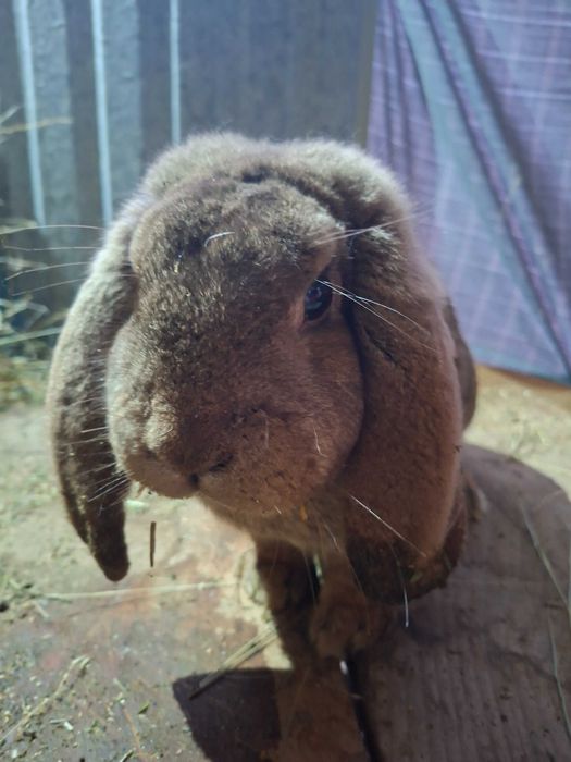 Mascul berbec german 10 luni