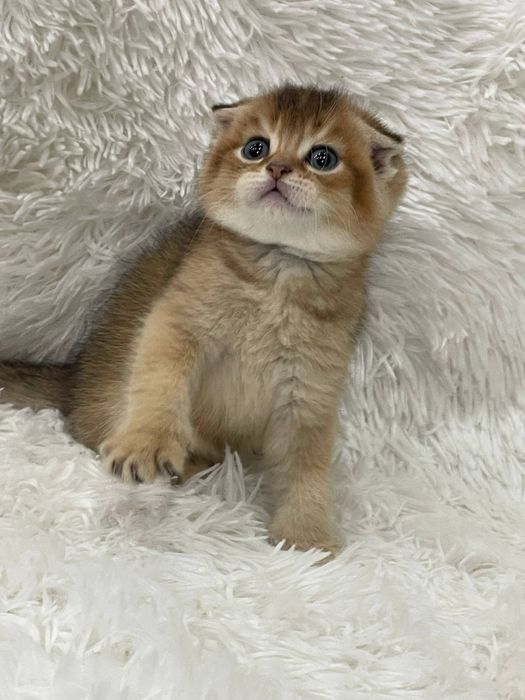 Продаются котята шиншиллы