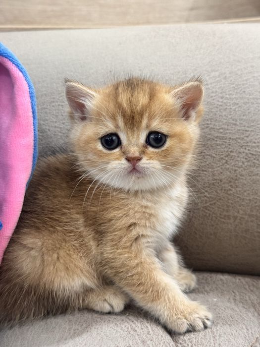 Zolotaya shinshilla ny 12