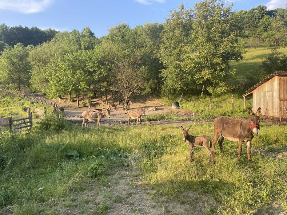 Vând lapte proaspăt de măgăriță