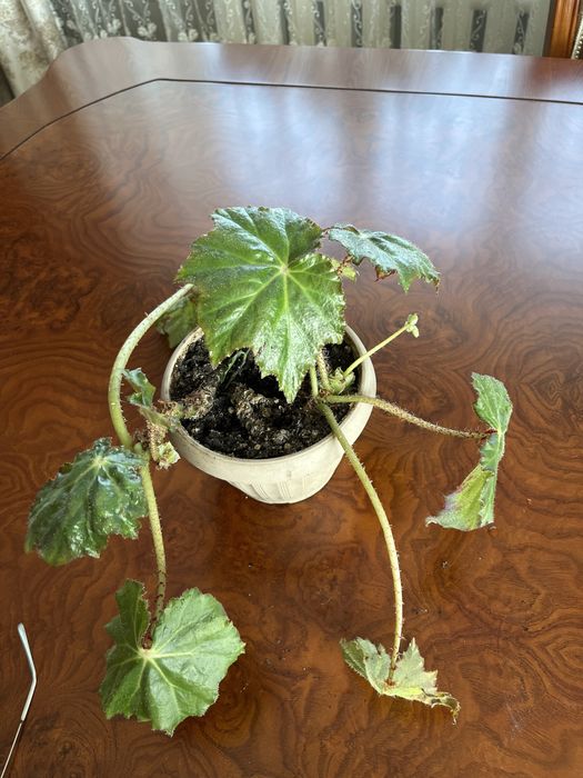 Бегонии, филодендроны