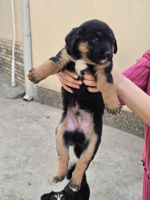 Щенки в хорошие руки