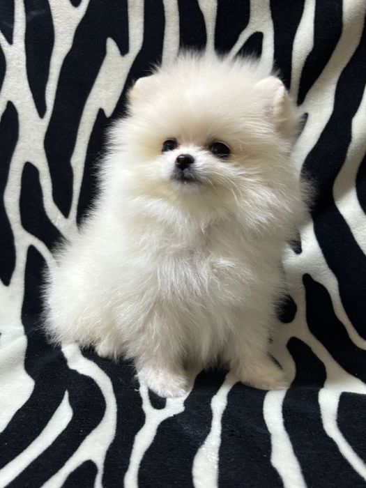 Шикарные шпицы мишки