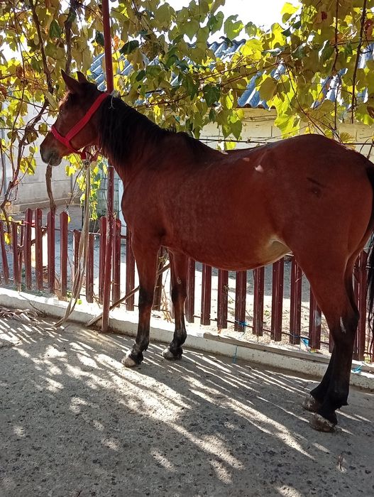 Vand iapă buna de tinut