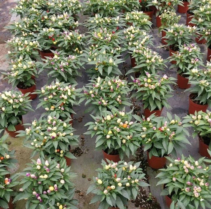 Urug‘ sotiladi. Xitoydan birinchi qo‘l