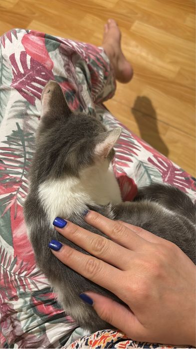 в добрые руки мальчика котенка