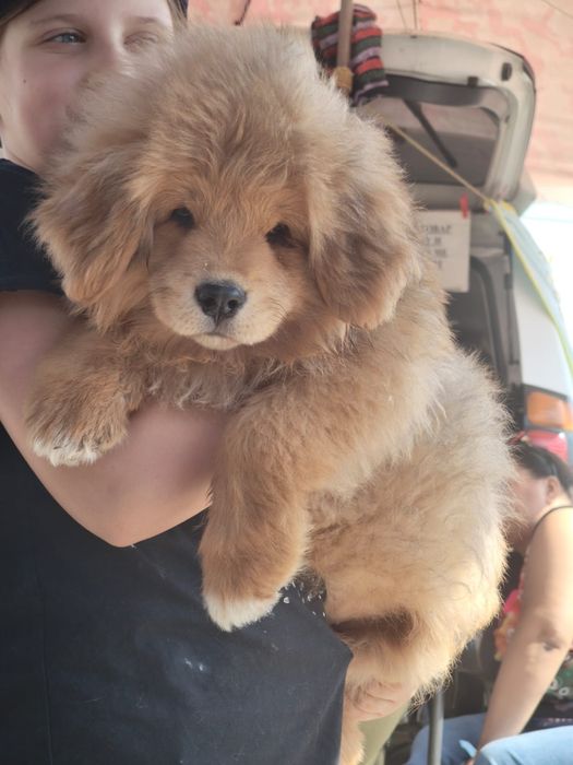 Шикарные Щенки Тибетского Мастифа